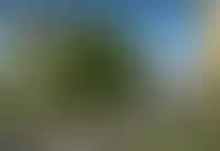 Левел Лесной